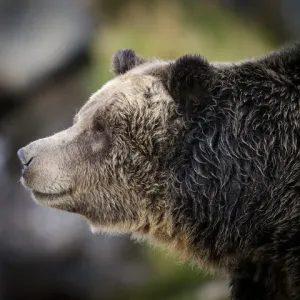 Brown Bear / Grizzly, Ursus arctos, West Yellowstone, MT, MR