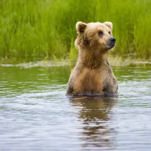 Brown Bear standing on Brooks River, Katmai National Park, Alaska, USA Brown Bear standing on Brooks River, Katmai National Park, Alaska, USA