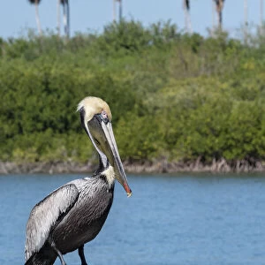 Brown Pelican, Florida
