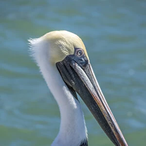 Brown Pelican, Intracoastal waterway, Florida, USA