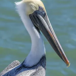 Brown Pelican, Intracoastal waterway, Florida, USA