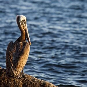 Brown pelican on rock in Puerto Escondido near Loreto Mexico