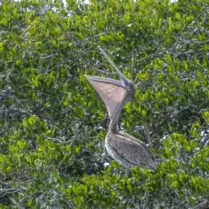 Brown Pelican on rookery, New Smyrna Beach, Florida, USA