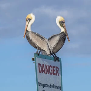 Brown Pelicans perched on sign, New Smyrna Beach, Florida, USA
