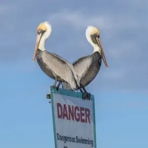 Brown Pelicans Perched Print, New Smyrna Beach Florida Brown Pelicans Perched Print, New Smyrna Beach Florida