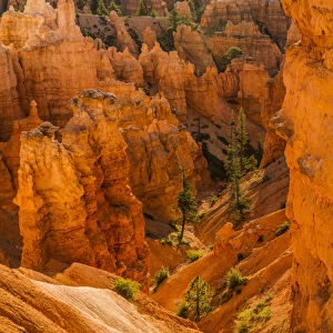 Bryce Canyon National Park, Utah. Pine Trees are scattered along the canyon and Hoodoos