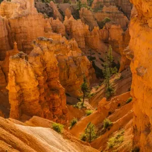 Bryce Canyon National Park, Utah. Pine Trees are scattered along the canyon and Hoodoos