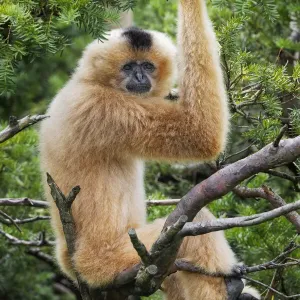 Buff-cheeked Gibbon, native to Laos, Vietnam, Cambodia