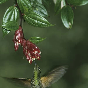Buff-Tailed Coronet Hummingbird, (Boissonneaua flavescens), 2500m, Western Andes, Ecuador