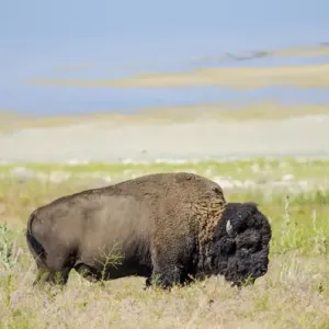 Buffalo (bison) herd Antelope Island State Park, Great Salt Lake, Utah, USA