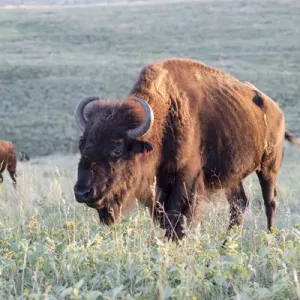 Buffalo in Custer State Park