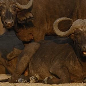 Buffalo (Syncerus caffer) herd in a tight group after sleeping in the hopes it will