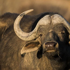 Buffalo (Syncerus caffer), Private game ranch, Great Karoo, SOUTH AFRICA