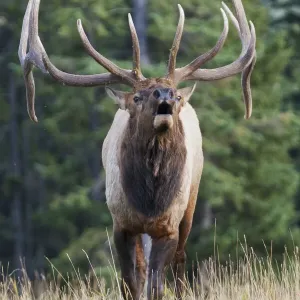 Bugling Bull Elk Print Bugling Bull Elk Print