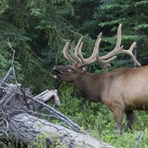 Bugling elk in Banff National Park, Canada