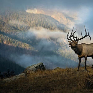 Bugling elk with a Colorado Rocky Mountain misty morning backdrop