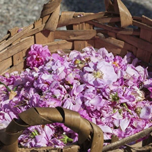 Bulgaria, Central Mountains, Kazanlak, Kazanlak Rose Festival, town produces 60%