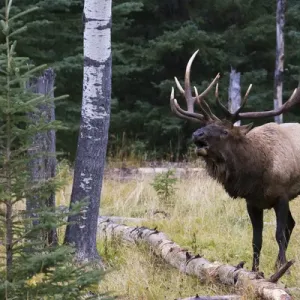 Bull Elk Bugling Print Bull Elk Bugling Print