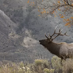 Bull Elk Bugling, morning song