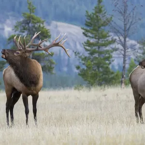 Bull elk bugling print Bull elk bugling print