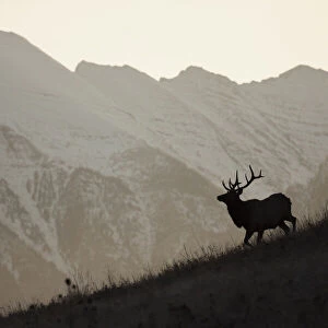 Bull Elk, Sunset Silhouette