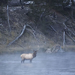 Bull elk or wapiti, Madison River, Yellowstone National Park, Wyoming