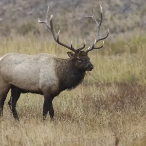 Bull elk or wapiti in meadow, Yellowstone National Park, Wyoming Bull elk or wapiti in meadow, Yellowstone National Park, Wyoming