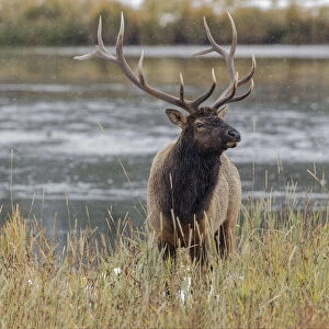 Bull elk, or wapiti, Yellowstone National Park, Wyoming
