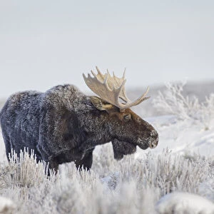 Bull moose on frosty cold morning in meadow, Grand Teton National Park, Wyoming