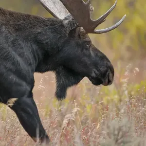 Bull moose, Grand Teton National Park, Wyoming Bull moose, Grand Teton National Park, Wyoming