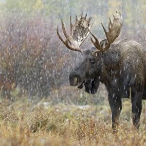 Bull moose in snowstorm
