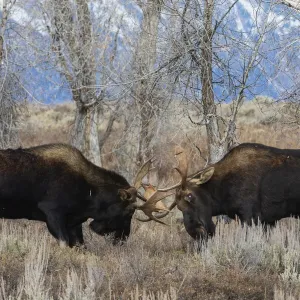 Bull moose sparring Bull moose sparring