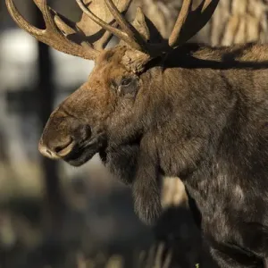 Bull Shiras Moose in campground, Alces alces sherasi, Gros Ventre, Grand Tetons, Wyoming