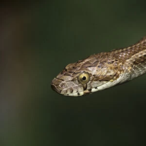 Bullsnake, Pituophis catenifer sayi, adult, Willacy County, Rio Grande Valley, Texas
