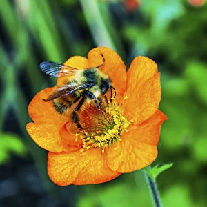 Bumble bee searching pollen nectar. Orange iceland poppy