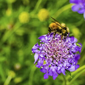 Bumble bee searching pollen nectar. Blue pincushion