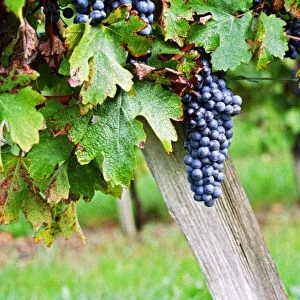 A bunch of grapes ripe merlot on a vine with leaves leaf in Bergerac, near bordeaux Bordeaux Gironde Aquitaine France