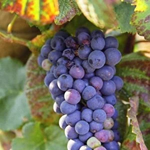 A bunch of Pinot Noir grapes in a Chambertin grand cru vineyard in Bourgogne
