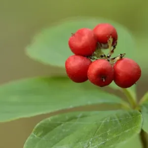 Bunchberry, Cornus canadensis, Banning State Park, Minnesota