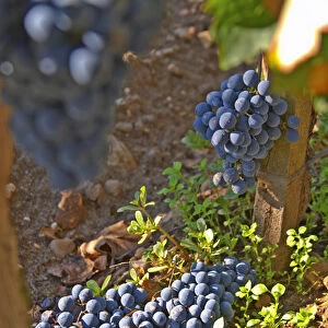 Bunches of Merlot grapes on the ground, green harvest or crop thinning