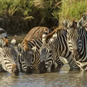 Burchellas zebras drinking at sunrise, Masai Mara, Kenya, Africa, Equus quagga Burchellas zebras drinking at sunrise, Masai Mara, Kenya, Africa, Equus quagga