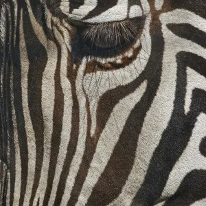Burchells Zebra close-up. Masai Mara, Kenya, Africa