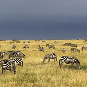 Burchells Zebra, Equus burchellii, Serengeti National Park, Tanzania, Africa