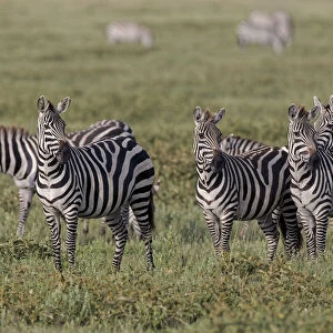 Burchells Zebra herd with attention on nearby lion, Serengeti National Park