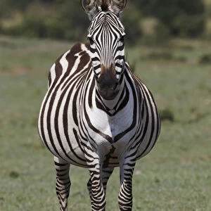 Burchells Zebra, Masai Mar, Kenya, Africa