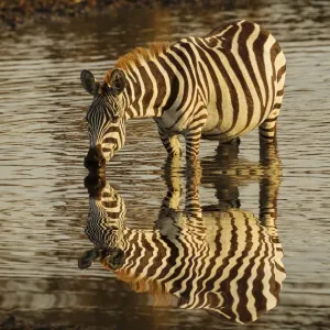 Burchell's Zebra Print at Sunrise, Masai Mara Burchell's Zebra Print at Sunrise, Masai Mara