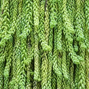 Burros Tail Plant Print - Long Cylindrical Leaves Burros Tail Plant Print - Long Cylindrical Leaves