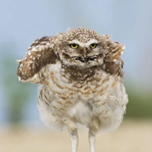 Burrowing owl, fluffing up