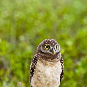 Burrowing owls are a popular site on Marco Island, Florida where they excavate