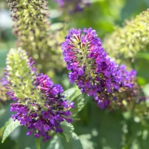 Butterfly Bush, Round Top, Texas, USA